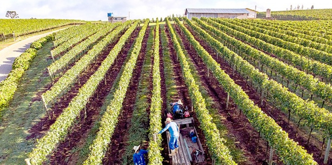 Aurora implementou programas e ações permanentes para estar alinhada às melhores práticas agrícolas, de mercado, de compliance e de sustentabilidade.      