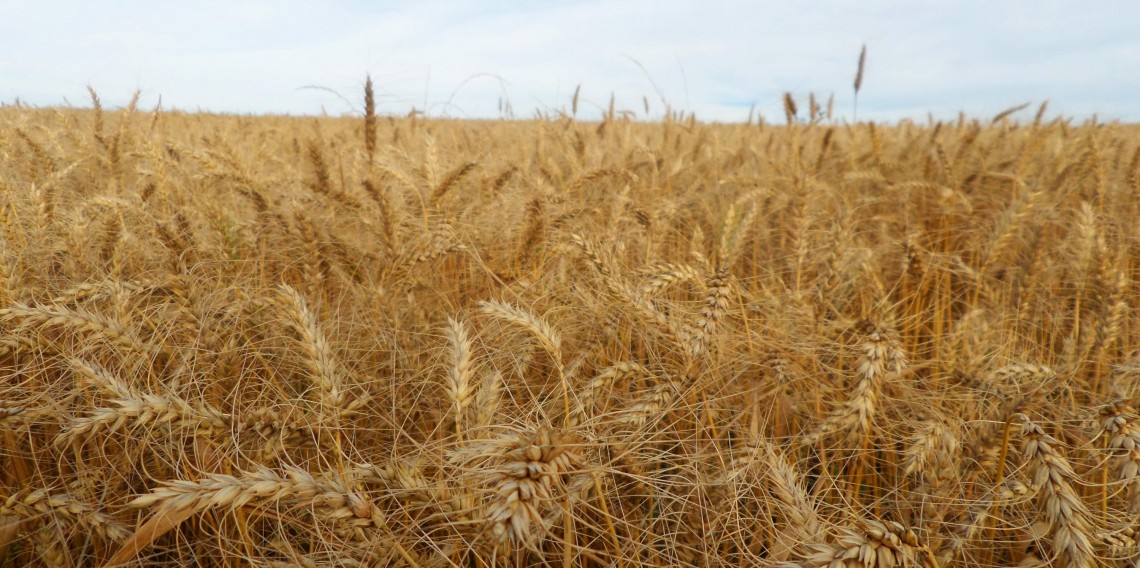 Agricultores e empresas gaúchas negociaram 234.882,320 toneladas do cereal