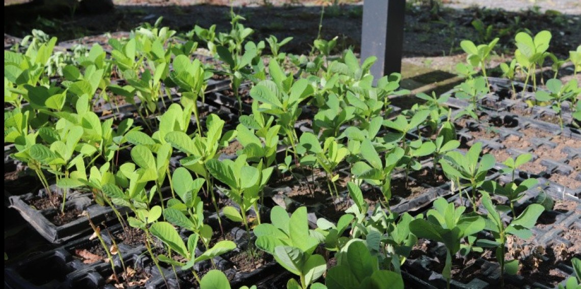 Maior atenção com resíduos de água em plantas é uma das medidas 