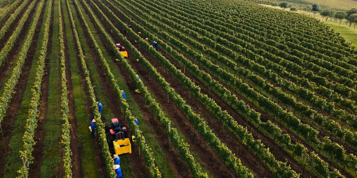 Propriedade da Cooperativa em Pinto Bandeira alia produção de uvas com preservação ao meio ambiente