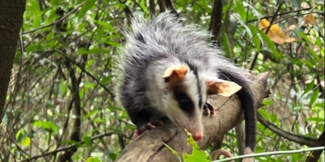 Os animais soltos pela CSG são da espécie gambá-de-orelha-branca (Didelphis albiventris), resgatados após um atropelamento em novembro do ano passado. 