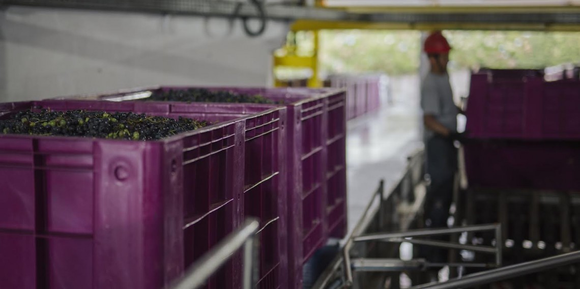 Recebimento de uvas na Cooperativa Vinícola Garibaldi já passou dos 14 milhões de quilos