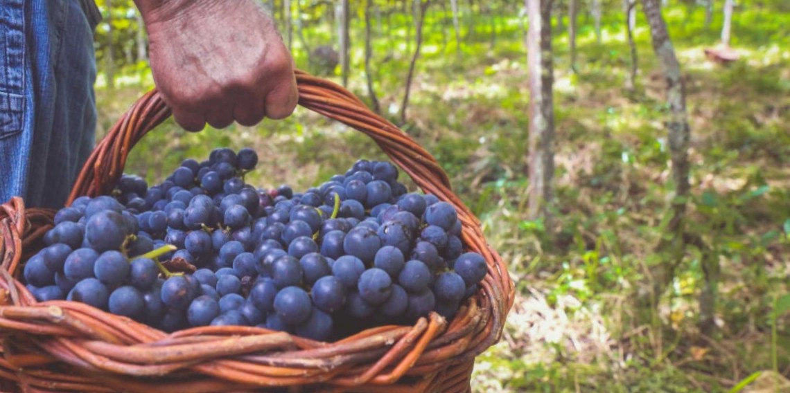 Prefeitura de Garibaldi promove tarde de campo sobre viticultura