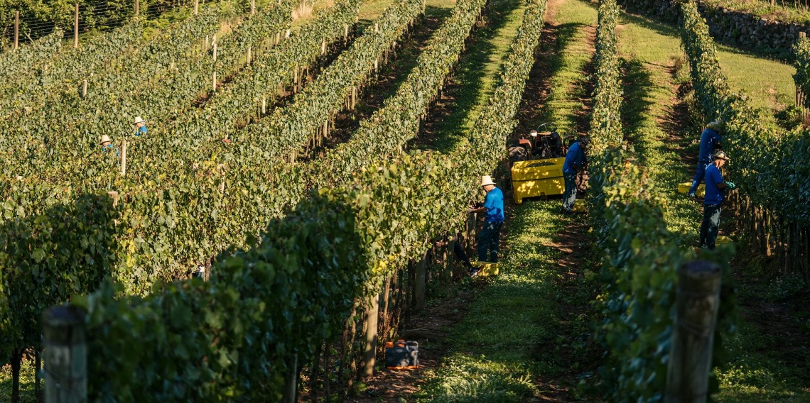 Programa de Boas Práticas Agrícolas (BPA) da Aurora promove capacitações, orientações e inspeções dos 1,1 mil viticultores cooperados, em 11 municípios da Serra Gaúcha. 