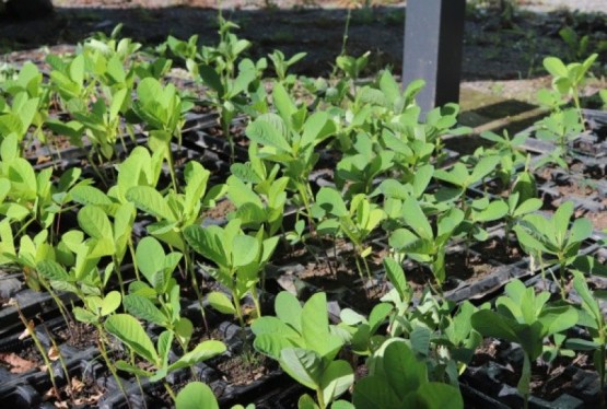 Maior atenção com resíduos de água em plantas é uma das medidas 