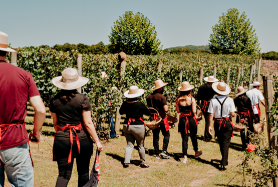 Com experiências diferenciadas, empreendimentos do Vale dos Vinhedos fortalecem movimentação turística