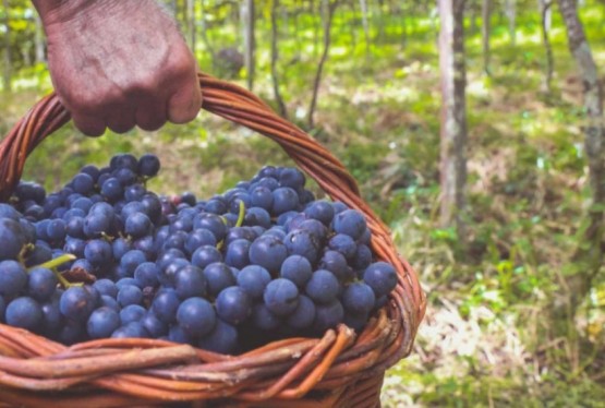 Prefeitura de Garibaldi promove tarde de campo sobre viticultura